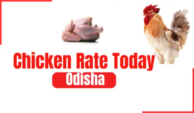 Chicken Rate Today Odisha