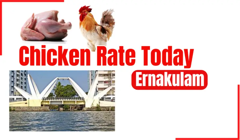 Chicken Rate in Ernakulam